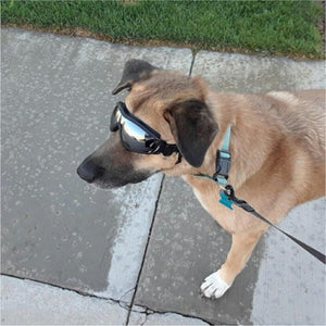 Cool Dog Googles with UV-Protection