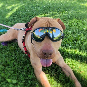 Cool Dog Googles with UV-Protection
