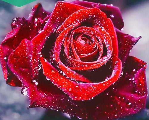 DIY Full Diamond Embroidery Rose