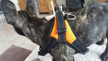 Load image into Gallery viewer, Dog Vest Harness