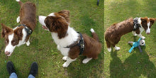 Load image into Gallery viewer, Dog Vest Harness