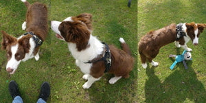 Dog Vest Harness