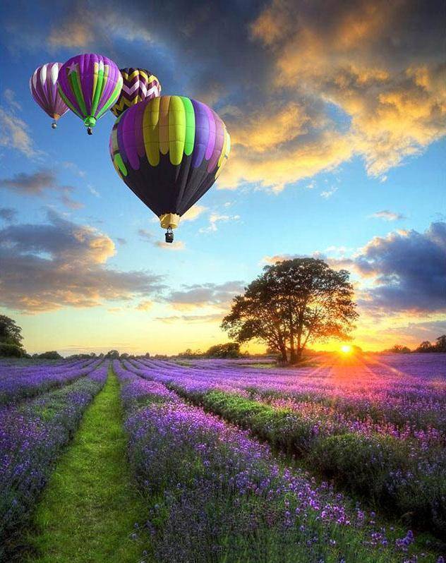 Hot Air Balloon Lavender Field DIY Painting By Number Kit